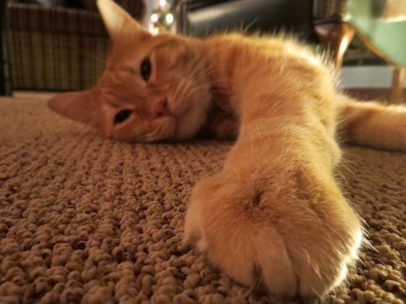 The Paw Reach Test (image credits: wikimedia)