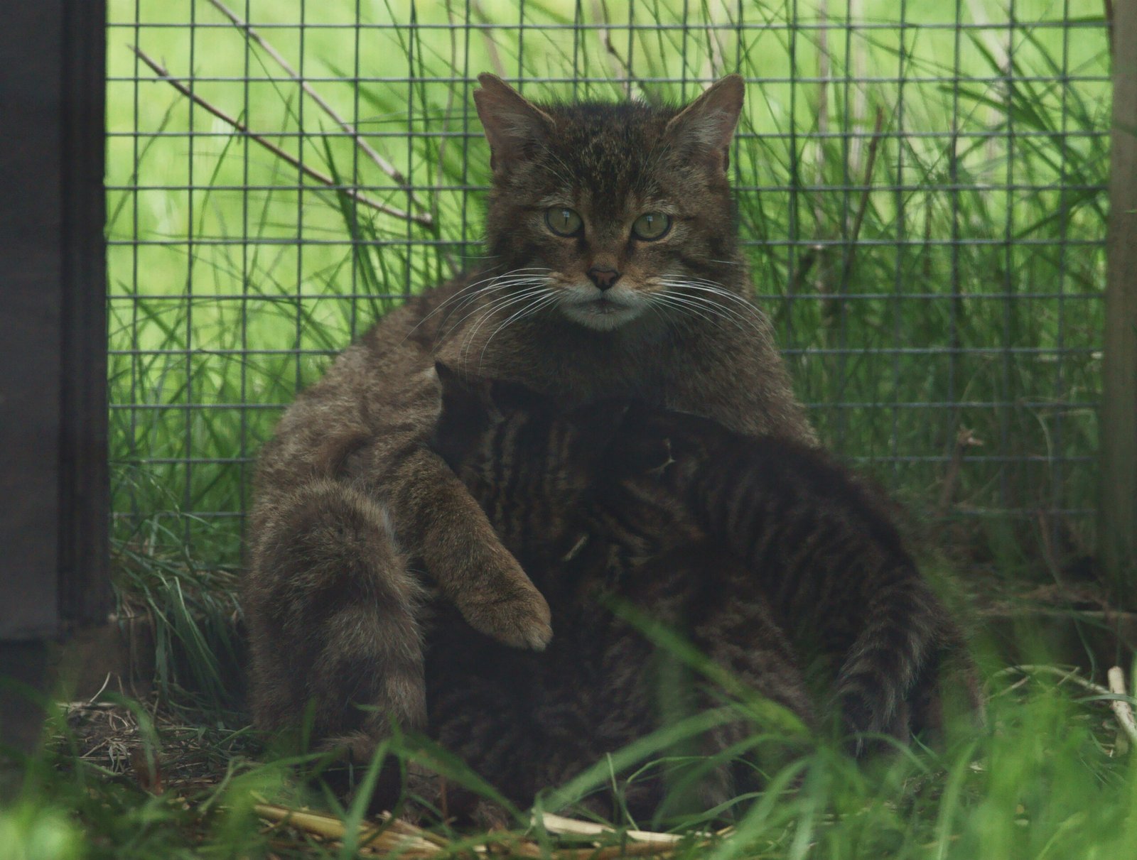 The Power of Predictable Feeding Times (image credits: wikimedia)