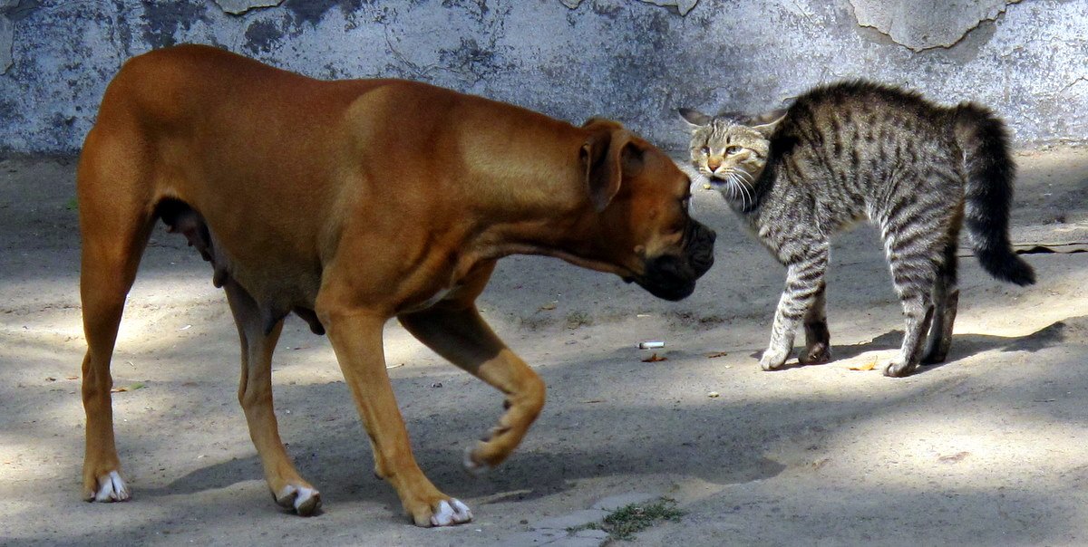 The Role of Human Interaction: Nurturing Bonds in Two Unique Ways (image credits: wikimedia)