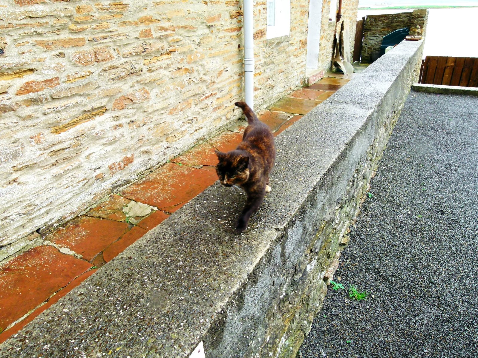 Allowing Gentle Touches in Vulnerable Spots (image credits: wikimedia)