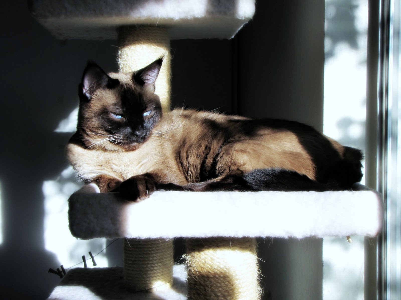Cats Foster Appreciation for Small Joys (image credits: wikimedia)