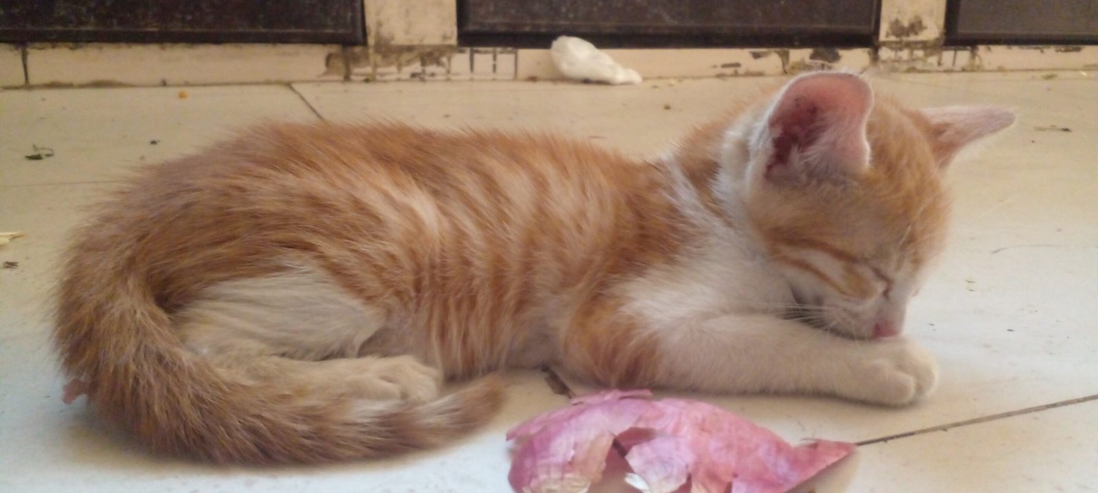 Cats Are Less Likely to Cause Emotional Overwhelm (image credits: wikimedia)