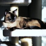 10 Reasons Cats Are More Emotionally Sustainable Pets Than Dogs