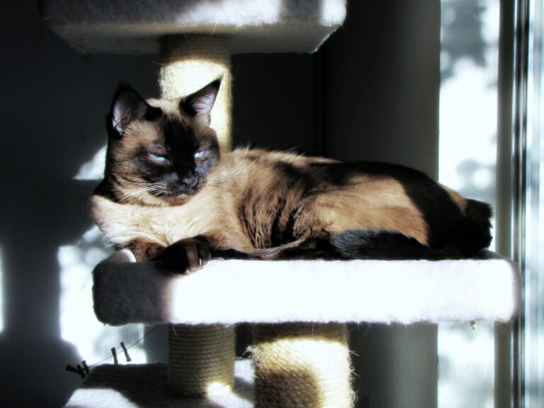 10 Reasons Cats Are More Emotionally Sustainable Pets Than Dogs