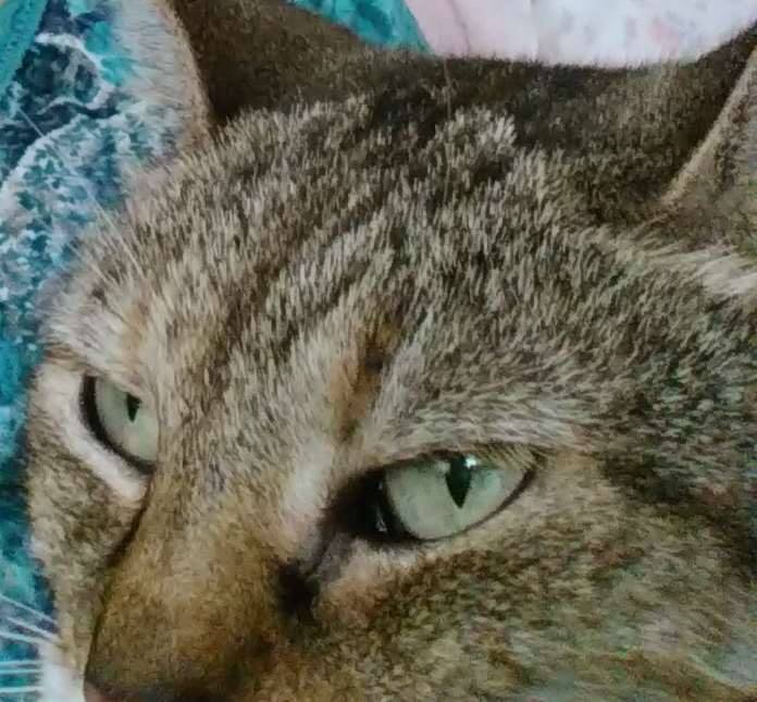 Egyptian Mau: Graceful and Self-Assured (image credits: wikimedia)