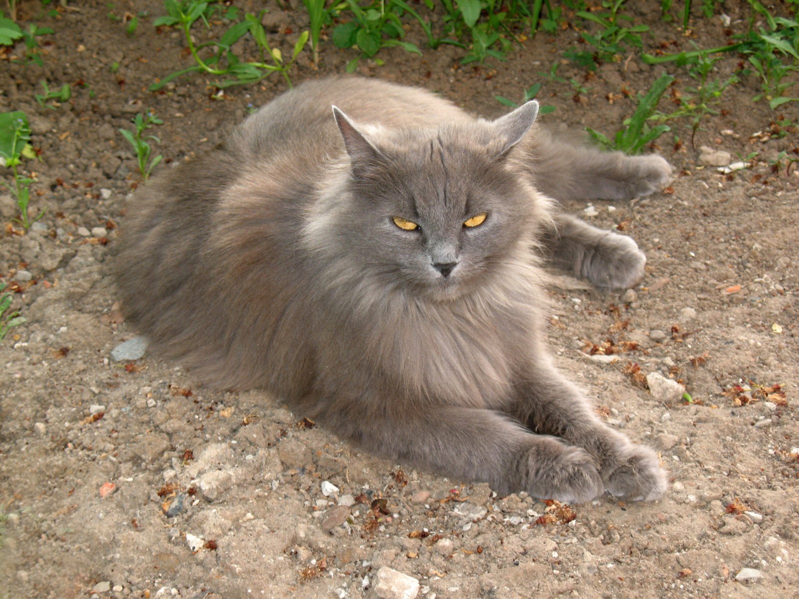 Siberian: Warm-Hearted Yet Independent (image credits: wikimedia)