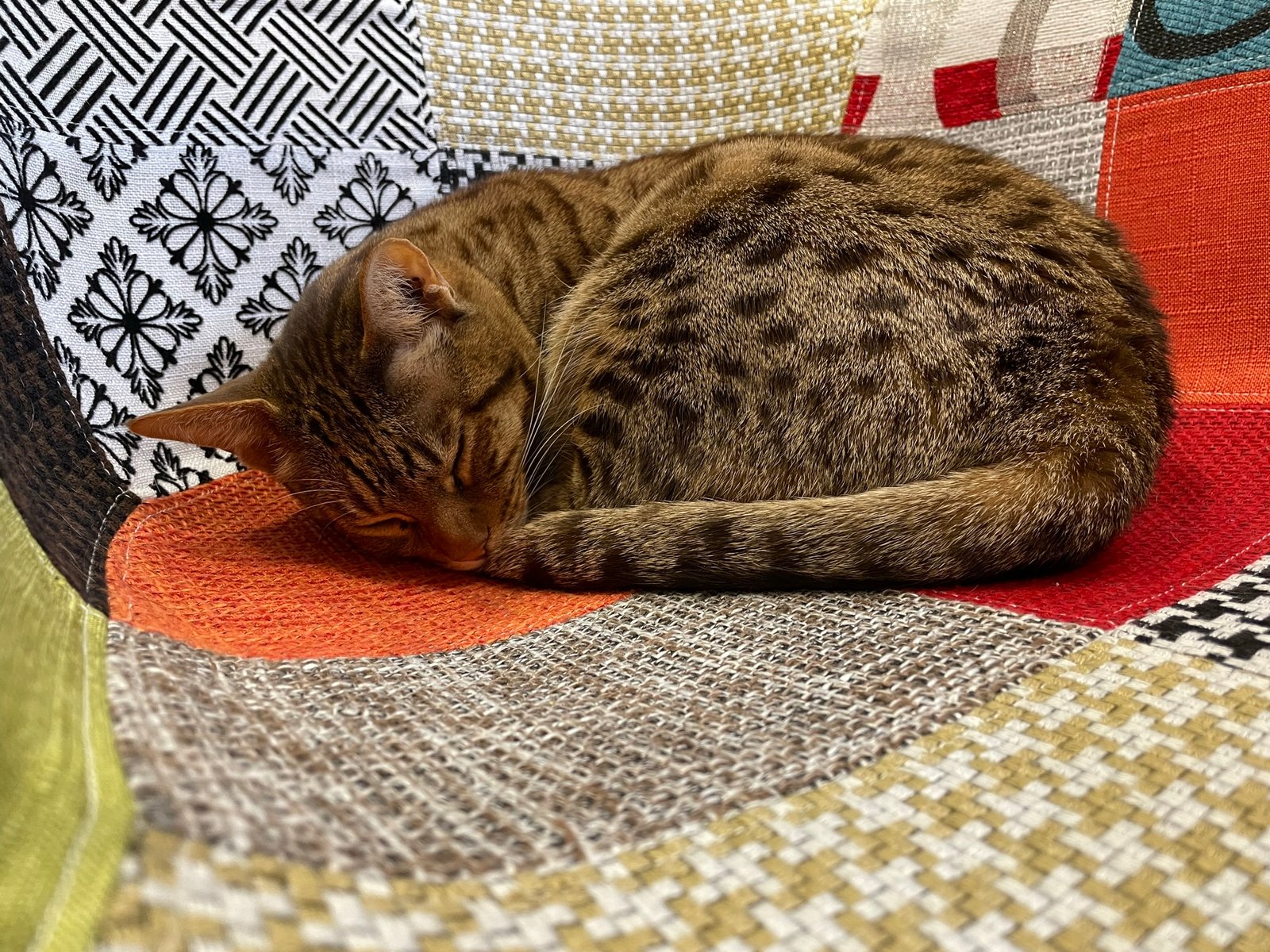 Ocicat: Social, Not Clingy (image credits: wikimedia)
