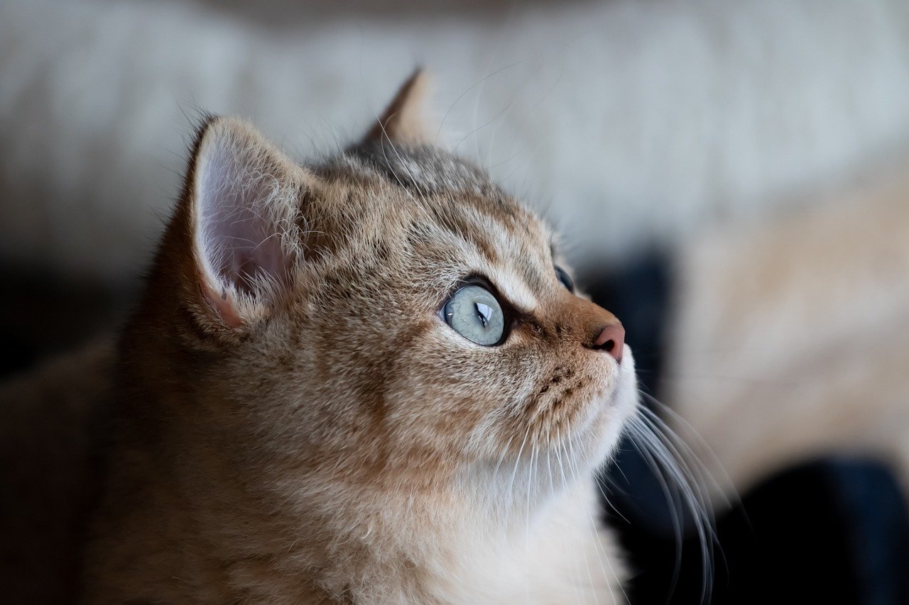 Soft Vocalizations and Chattering (image credits: pixabay)