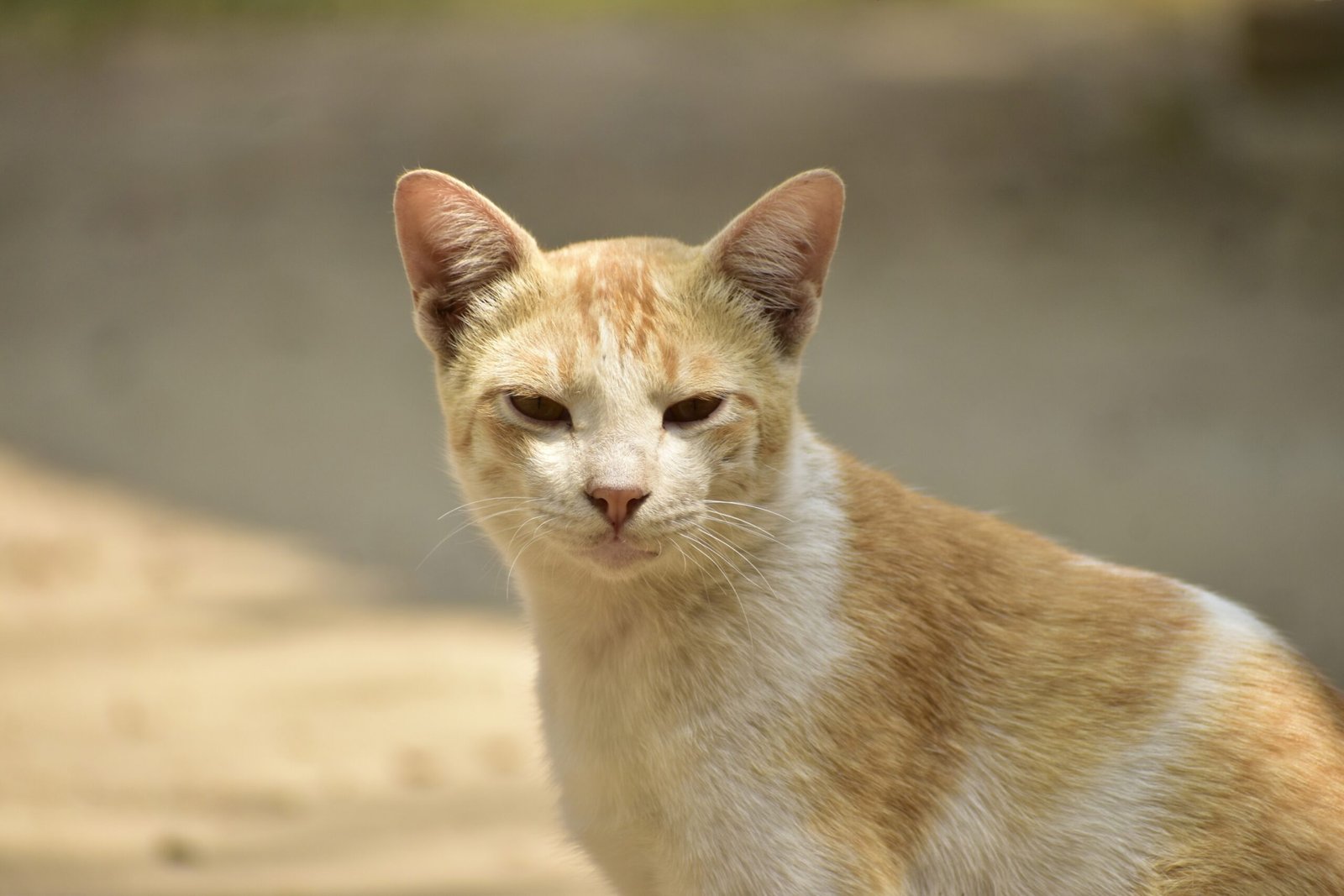 Demonstrating Affection in a Feline Way (image credits: wikimedia)