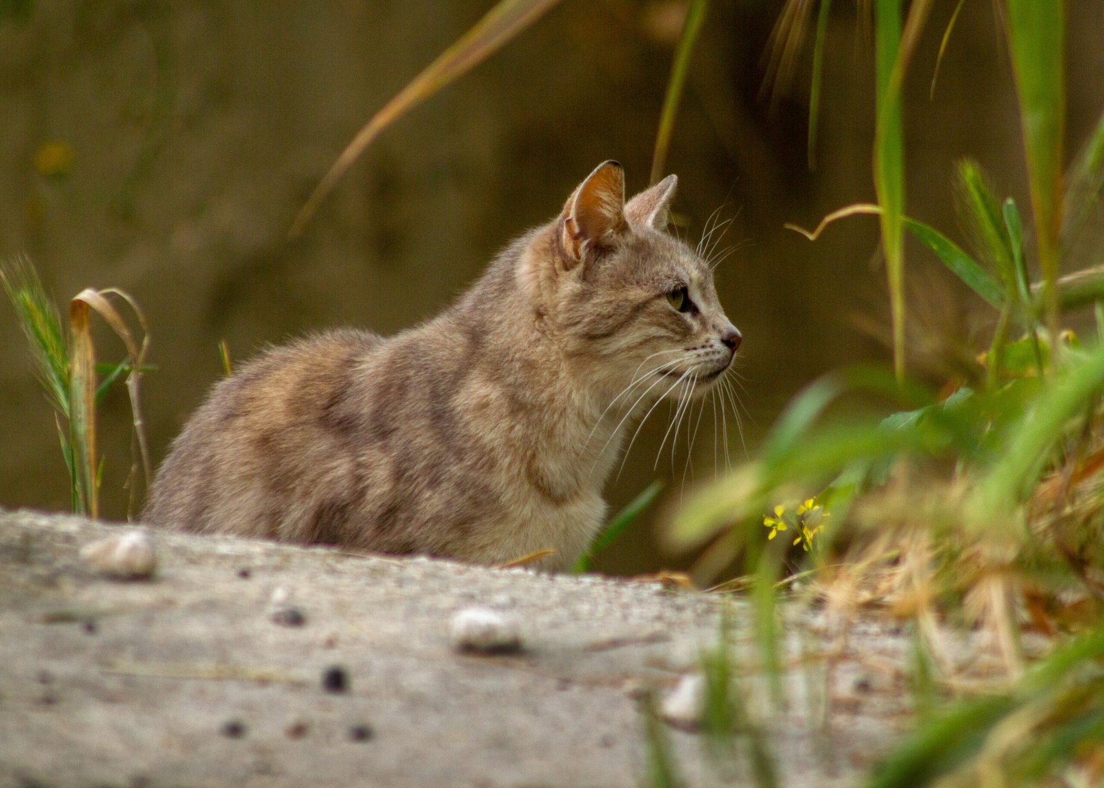 Are Some Cats More Sensitive Than Others? (image credits: wikimedia)