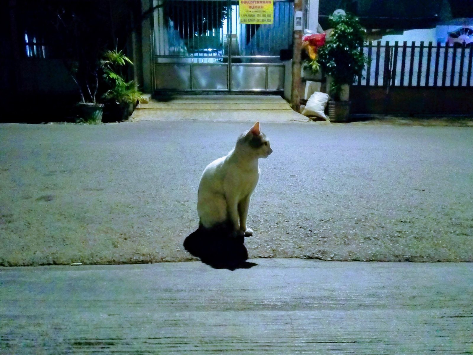 When Cats Withdraw: Respecting Your Space (image credits: wikimedia)