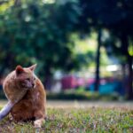 Do Cats Know When You’re Emotionally Unavailable?