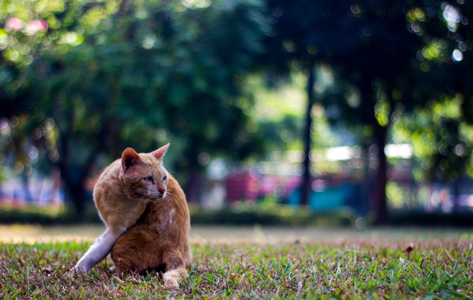 Do Cats Know When You’re Emotionally Unavailable?