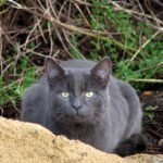 10 Small Things Cats Do That Say “I’m Yours”