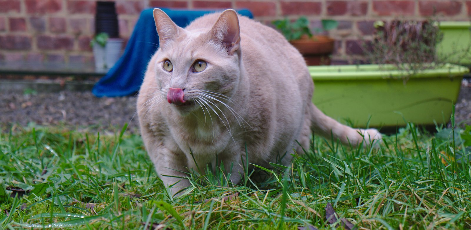 Grooming and Licking (image credits: wikimedia)