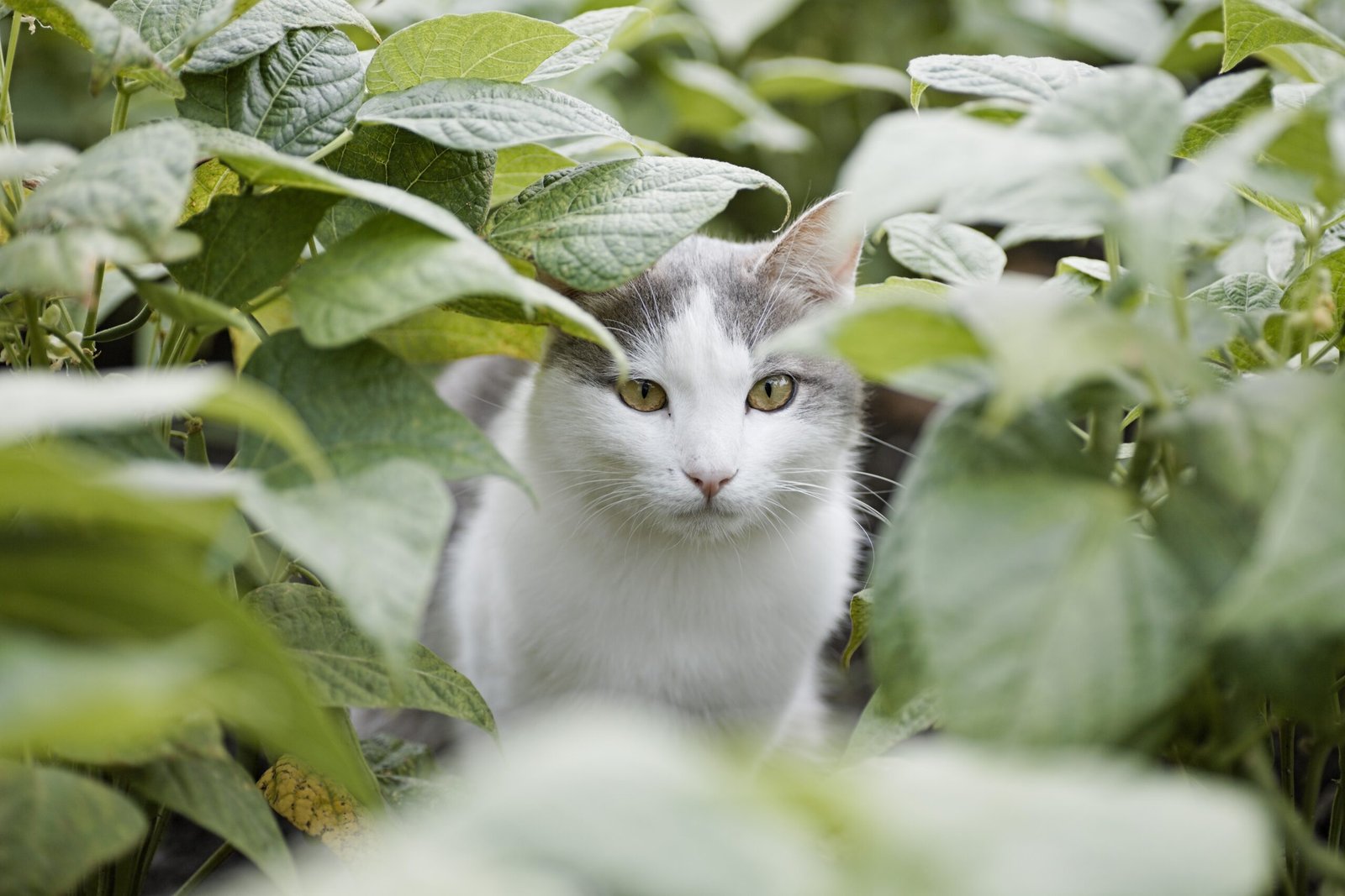 Stress Responses: The Feline Freeze (image credits: wikimedia)