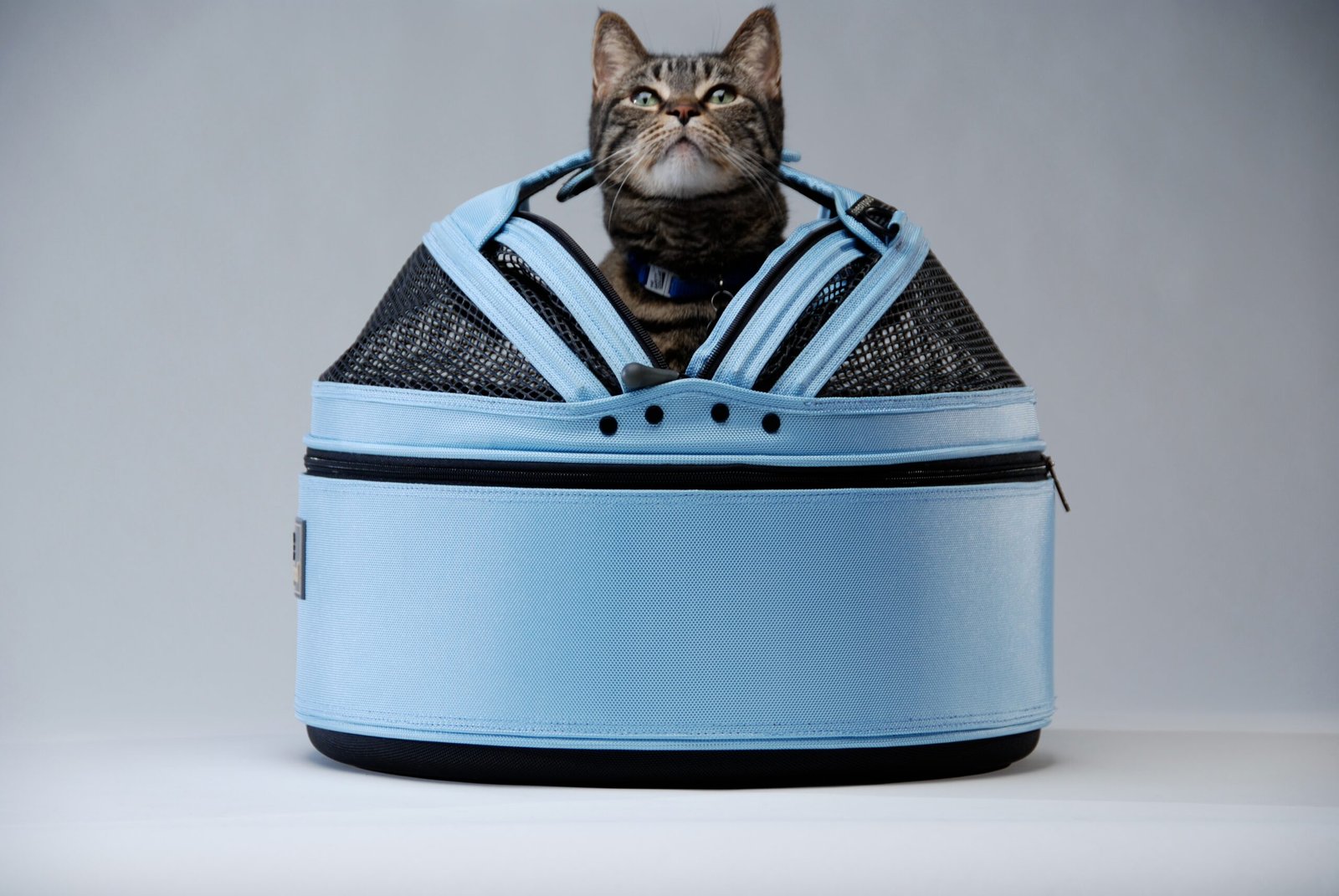 Alone Time: A Cat’s Secret Weapon (image credits: wikimedia)