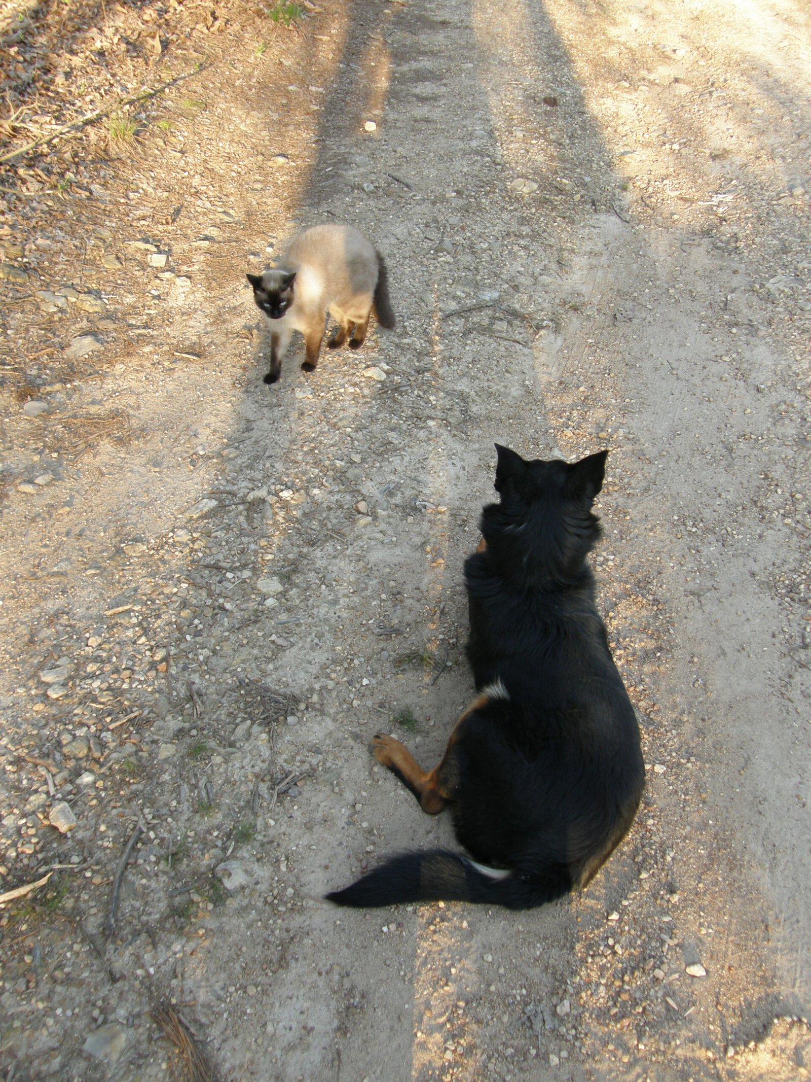 Attachment Styles: Secure Versus Dependent (image credits: wikimedia)