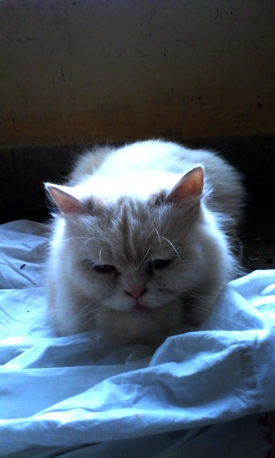 Emotional Resilience: Bouncing Back, Cat Style (image credits: wikimedia)