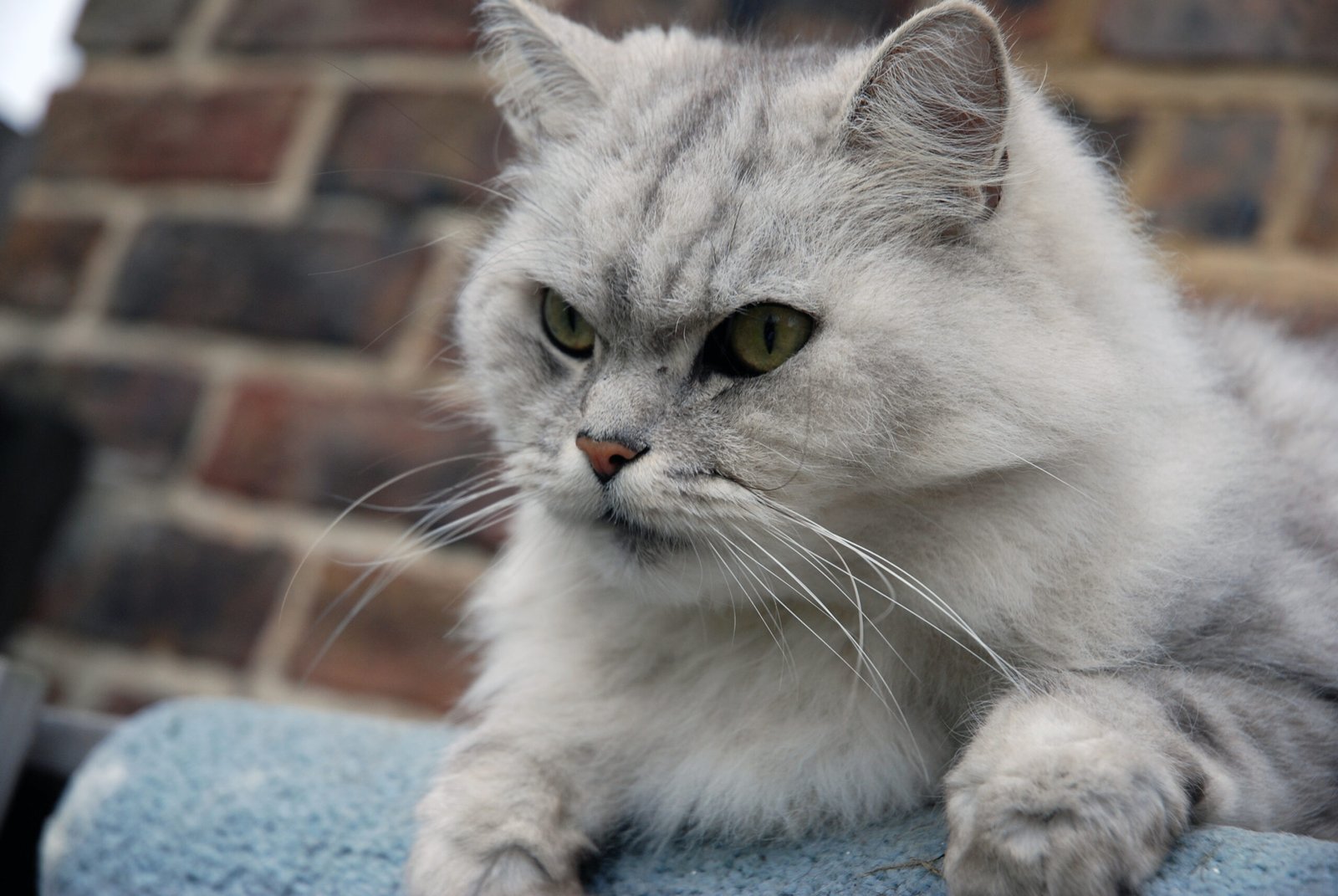 How Cats Handle Fear (image credits: wikimedia)