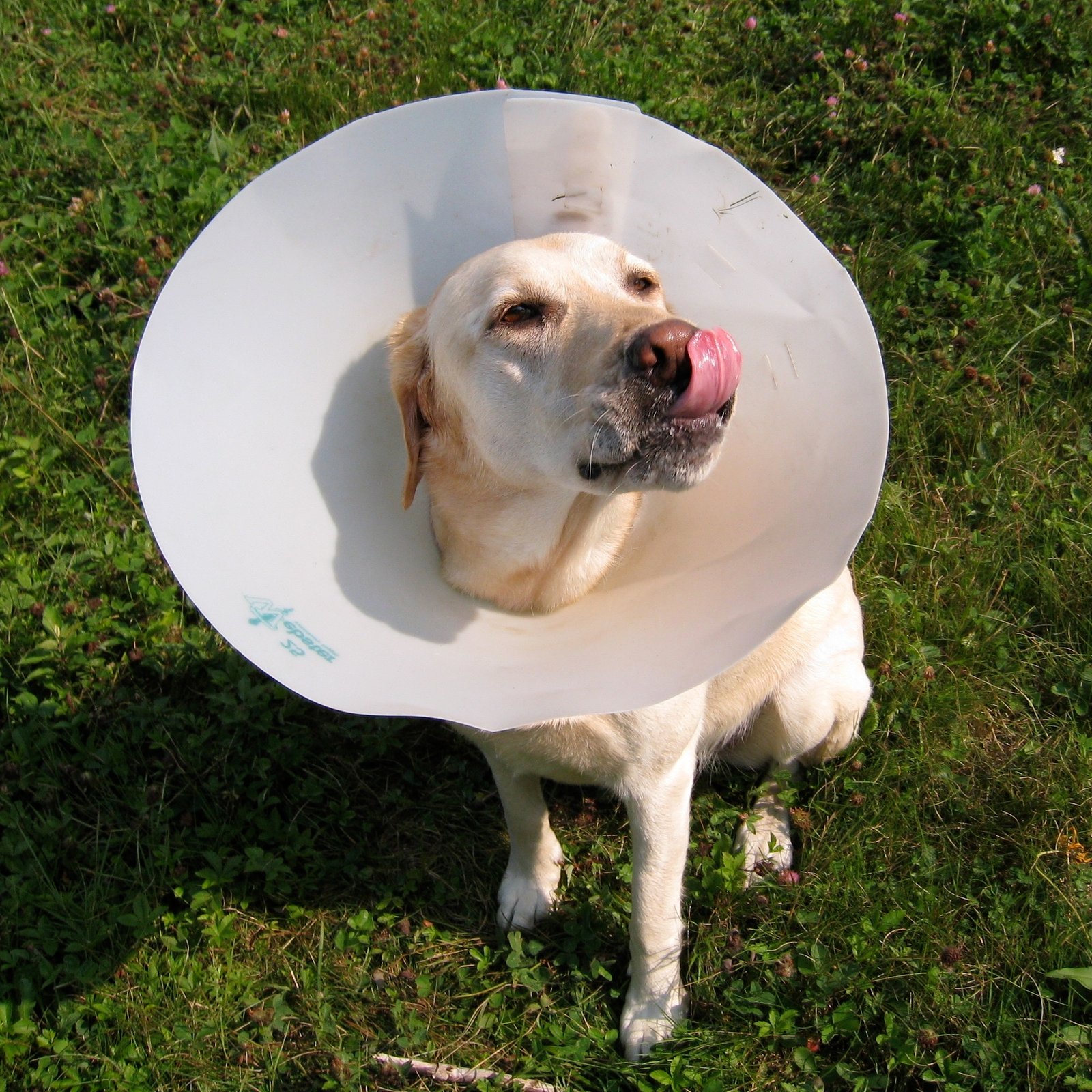 Why Cats Are More Emotionally Self-Regulating Than Dogs