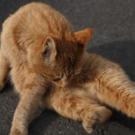 8 Feline Behaviors That Reveal Deep Attachment Over Time