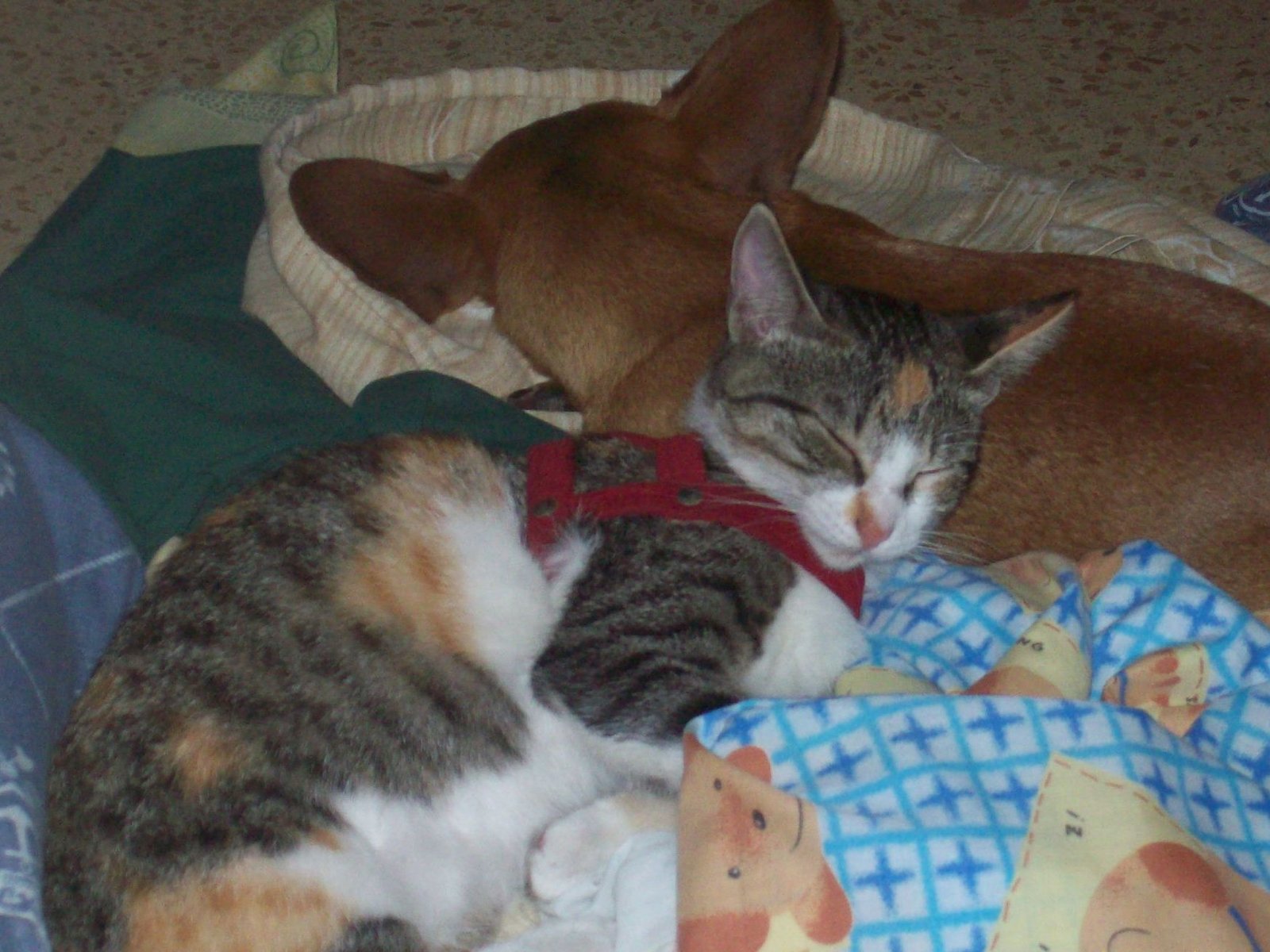 6. Sleeping Beside You (image credits: wikimedia)