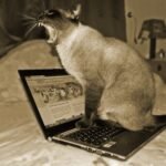 15 Things Cats Do That Strengthen Human Bonds Without Effort