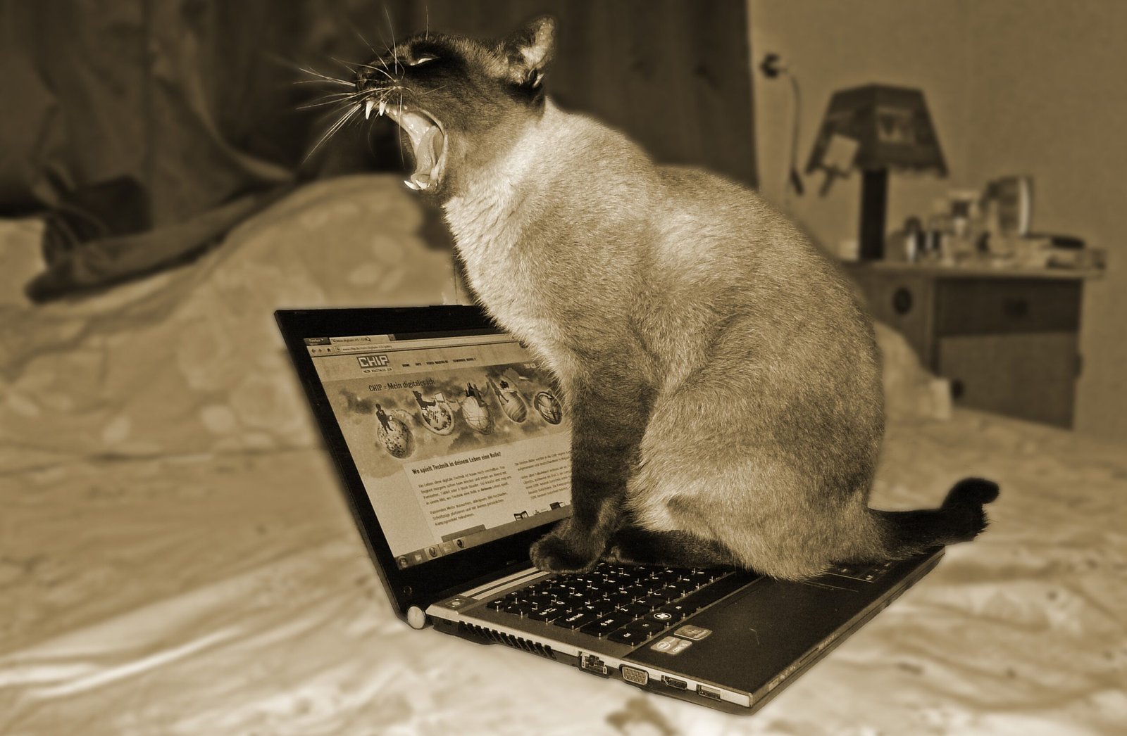 15 Things Cats Do That Strengthen Human Bonds Without Effort