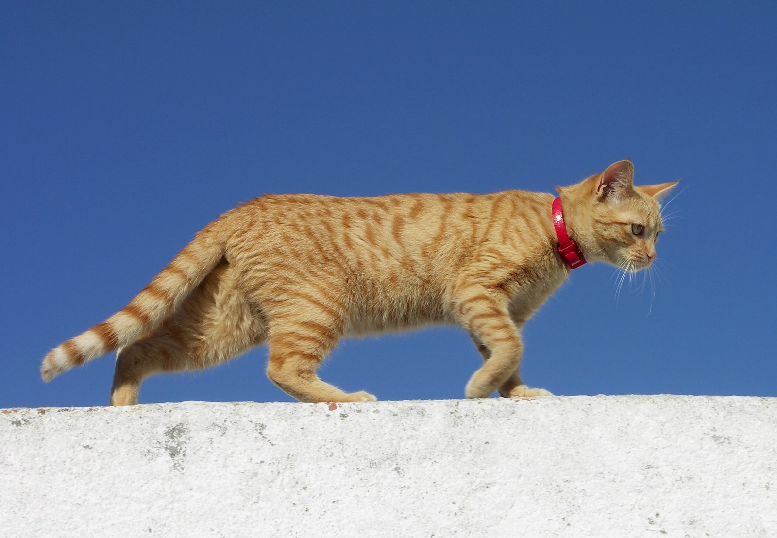 The Importance of Choice for Cats (image credits: wikimedia)
