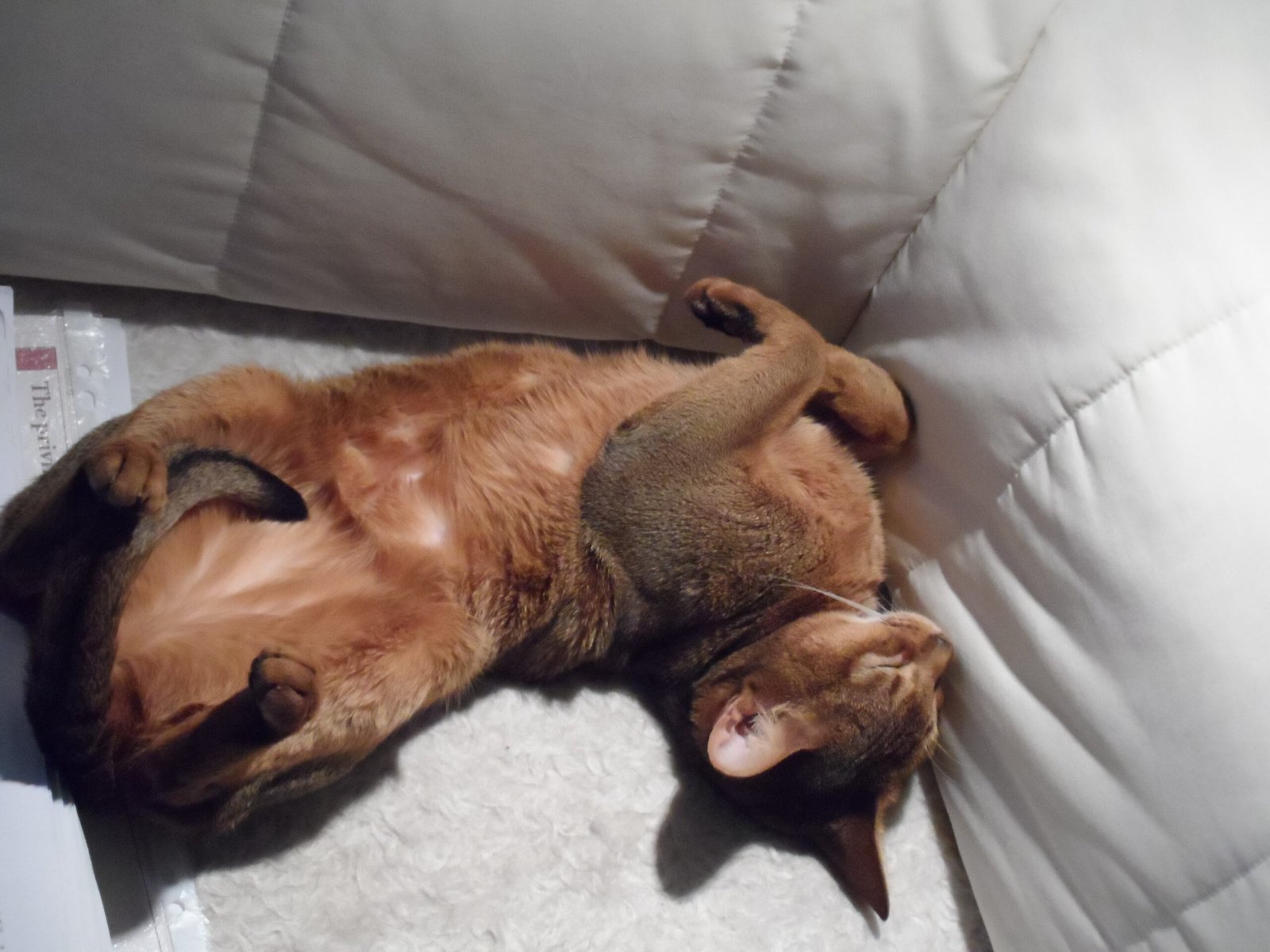 What Happens When Cats Feel Truly Safe (image credits: wikimedia)