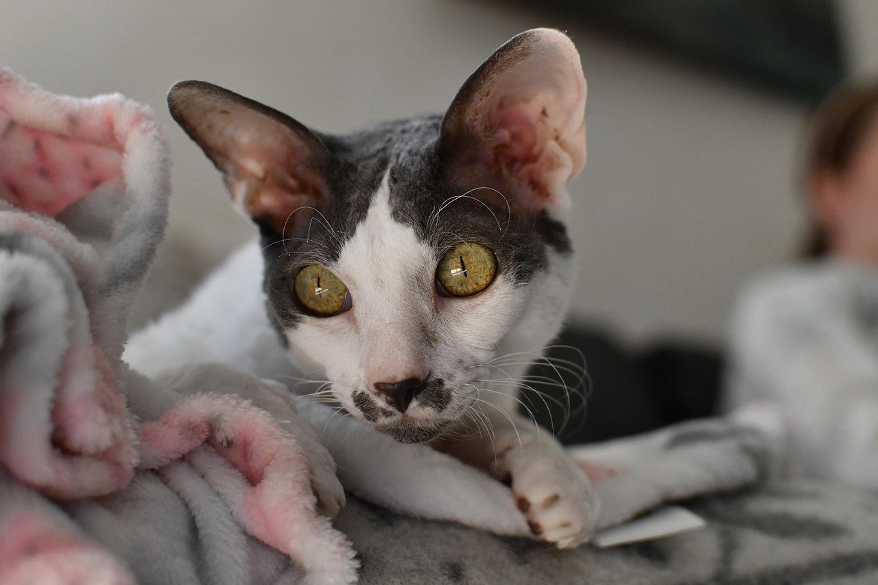 Cornish Rex: The Whimsical Watcher (image credits: pixabay)
