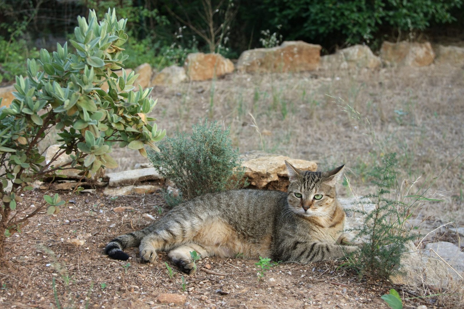 American Shorthair: The Adaptable Friend (image credits: wikimedia)