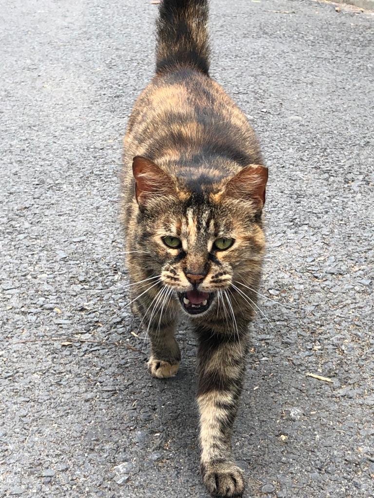 How Cats Communicate Their Displeasure (image credits: wikimedia)