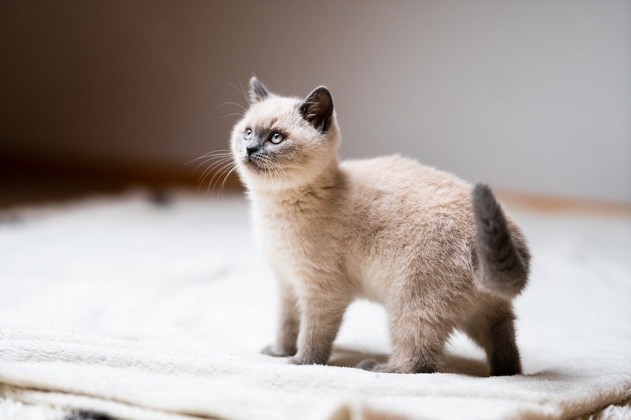 New Additions: Pets and People (image credits: pixabay)
