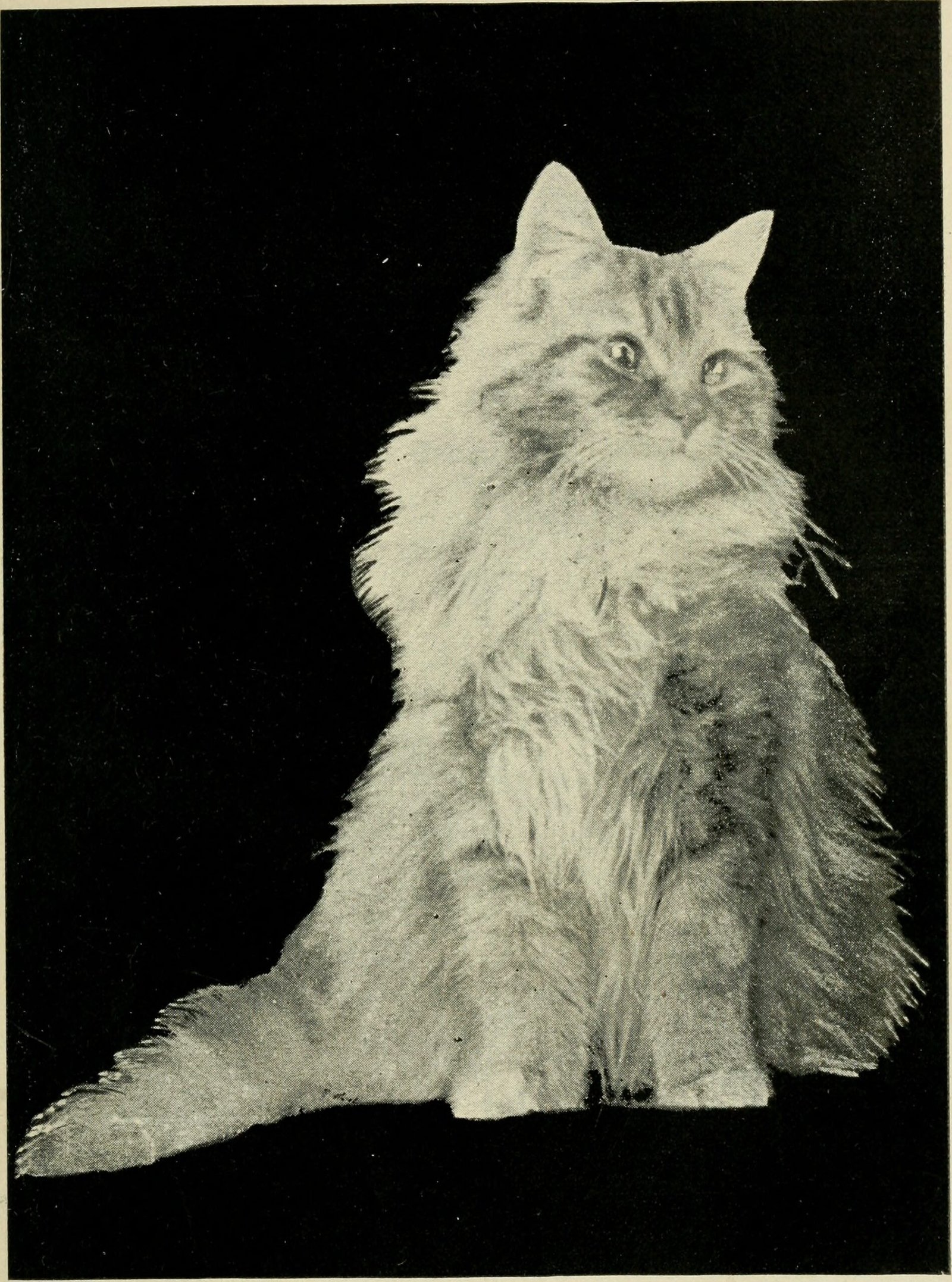 Chirps and Trills Just for You (image credits: wikimedia)