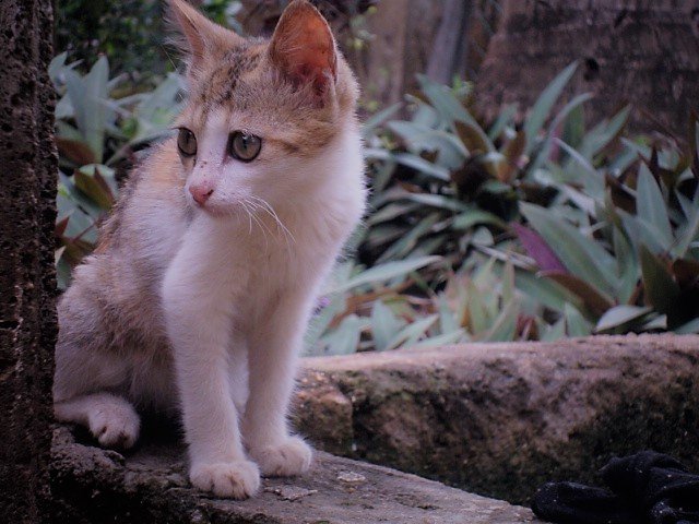 Listening to Your Cat: The Power of Observation (image credits: wikimedia)