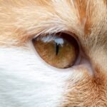 12 Cat Responses That Say “You’re Enough”