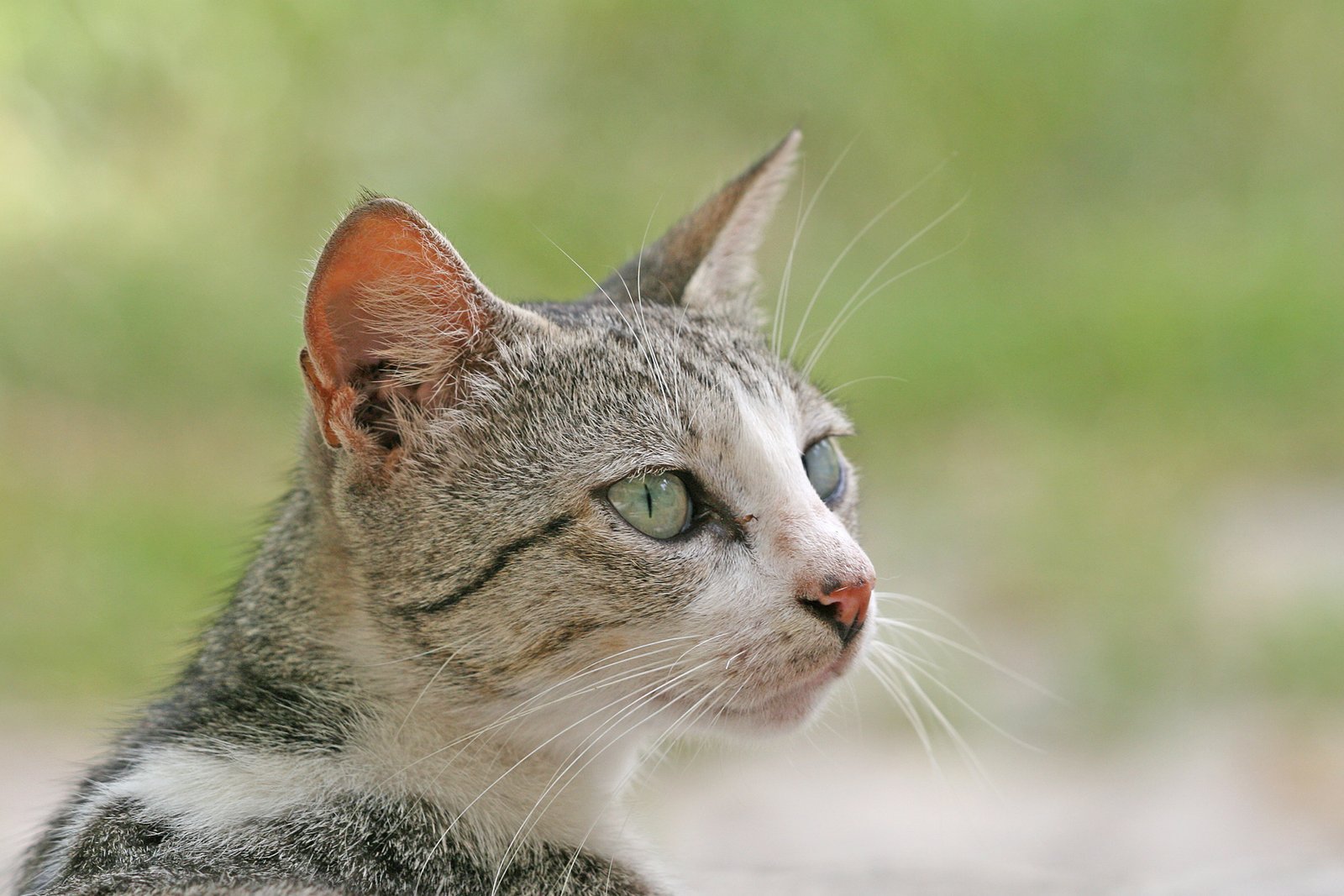 Making Eye Contact Without Staring (image credits: wikimedia)