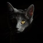 10 Subtle Reassurances That Mean the World to Cats