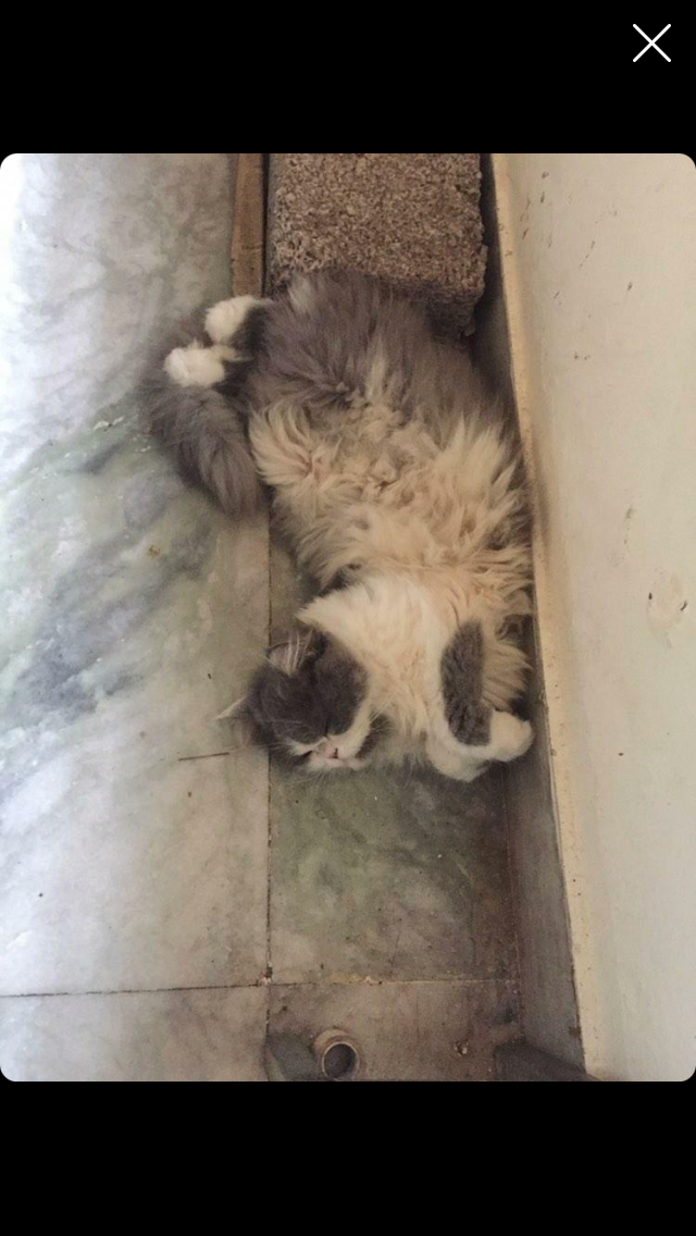 How to Calm a Cat Through Energy, Not Action