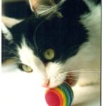 How to Create a Home Where Cats Feel Seen and Heard