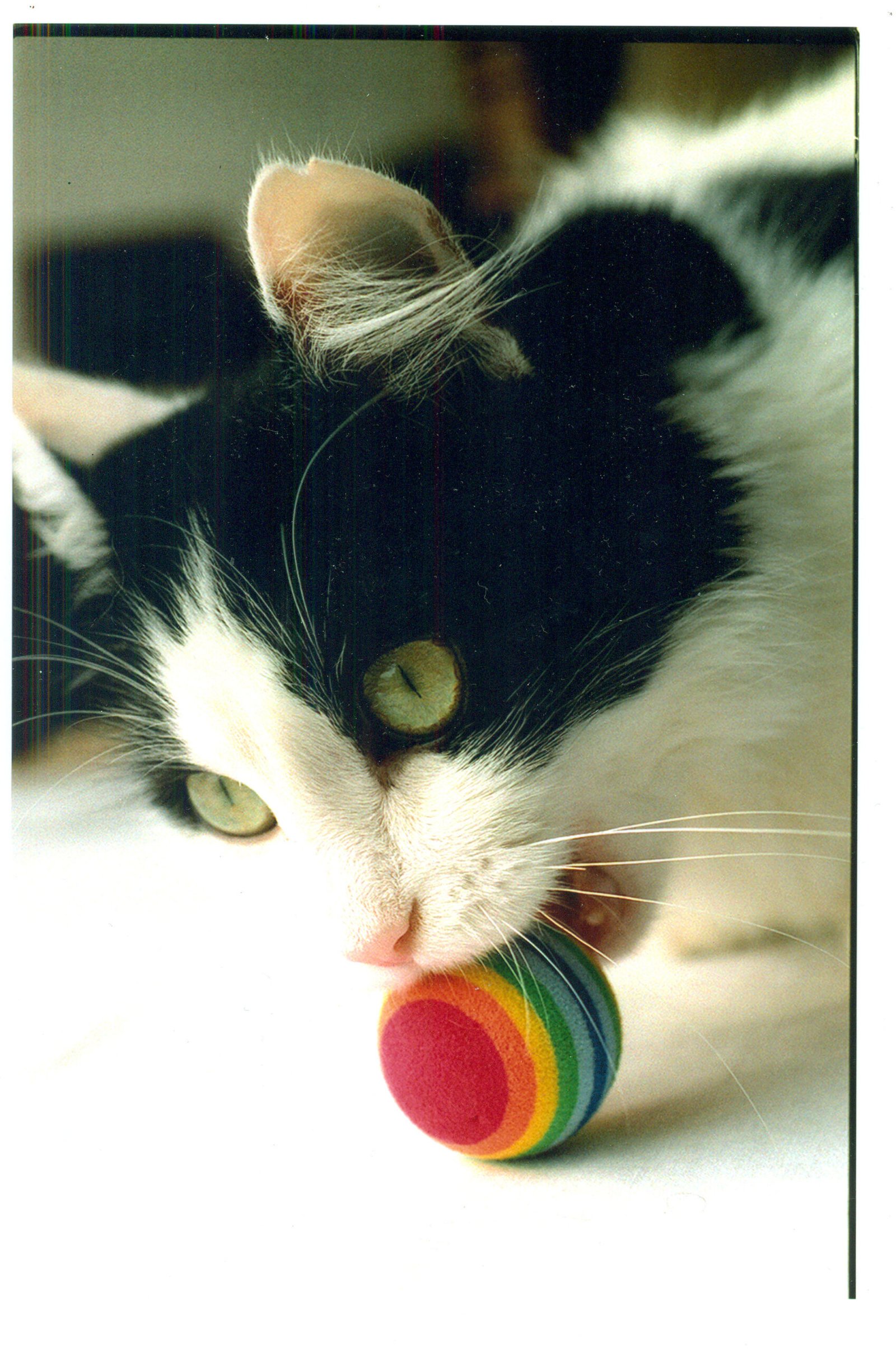 How to Create a Home Where Cats Feel Seen and Heard