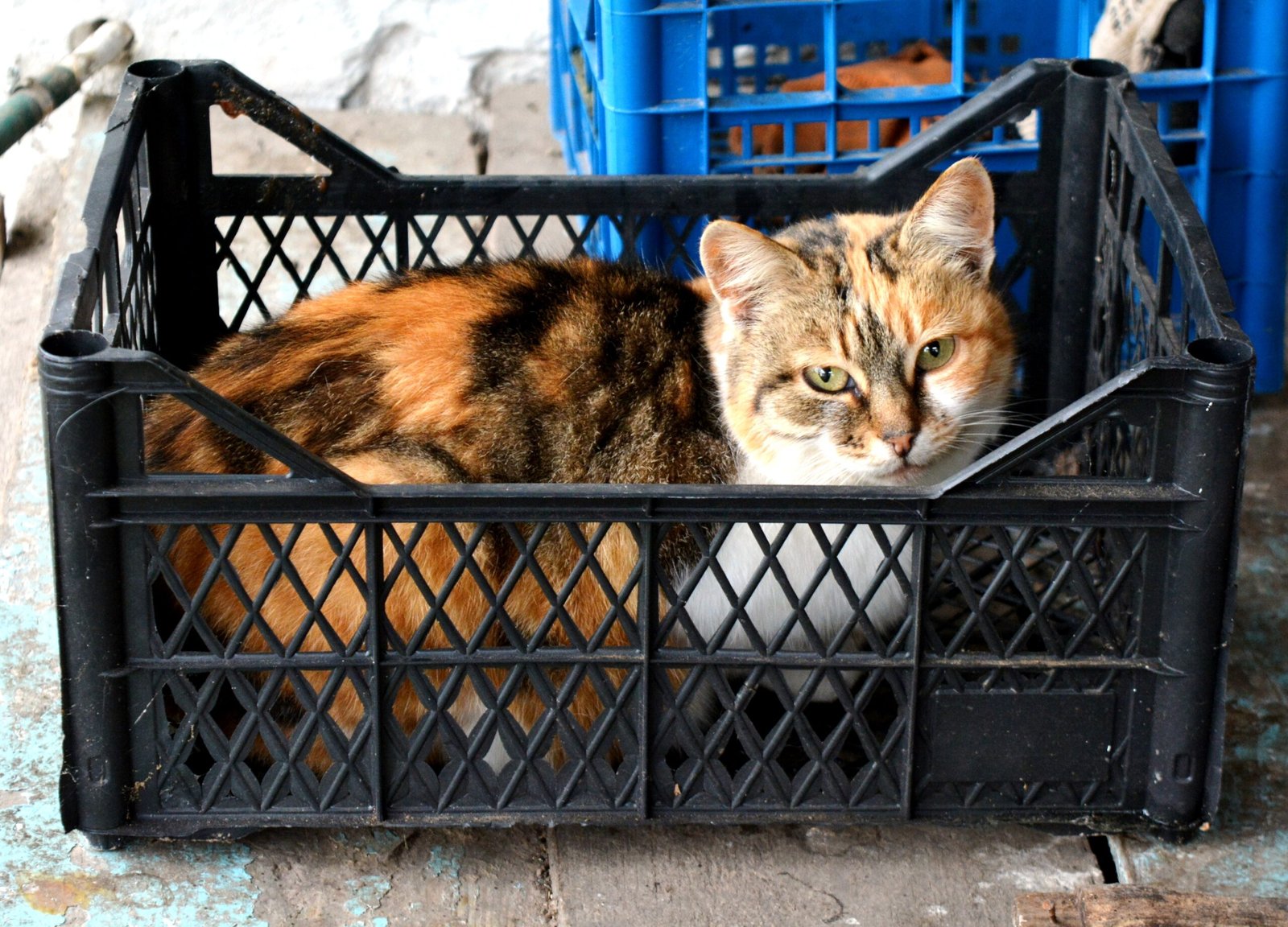 They Bring You to Their Favorite Spots (image credits: wikimedia)