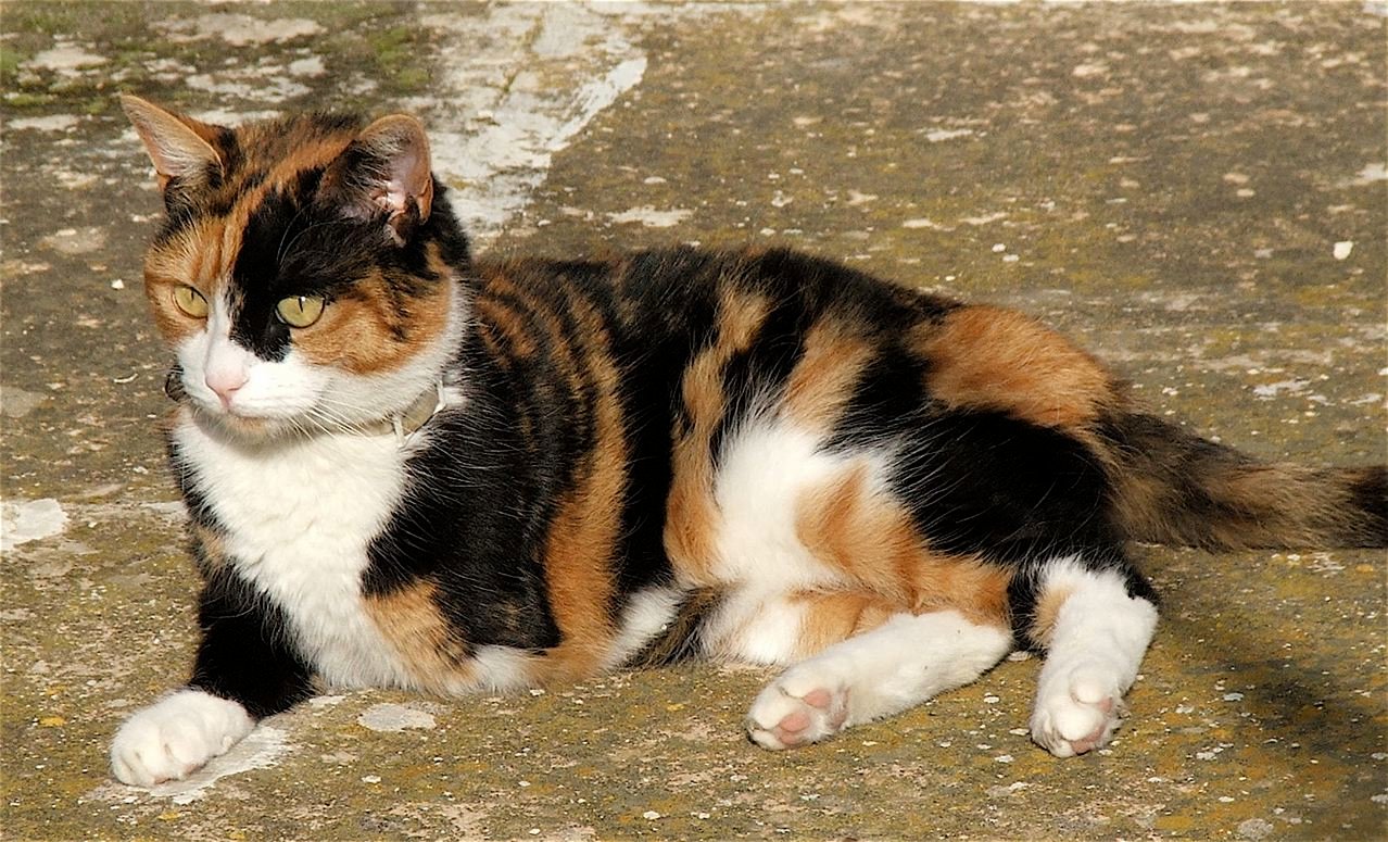 Your Cat Eats Beside You (image credits: wikimedia)