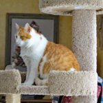 10 Signs Your Cat Thinks of You as Their Safe Place