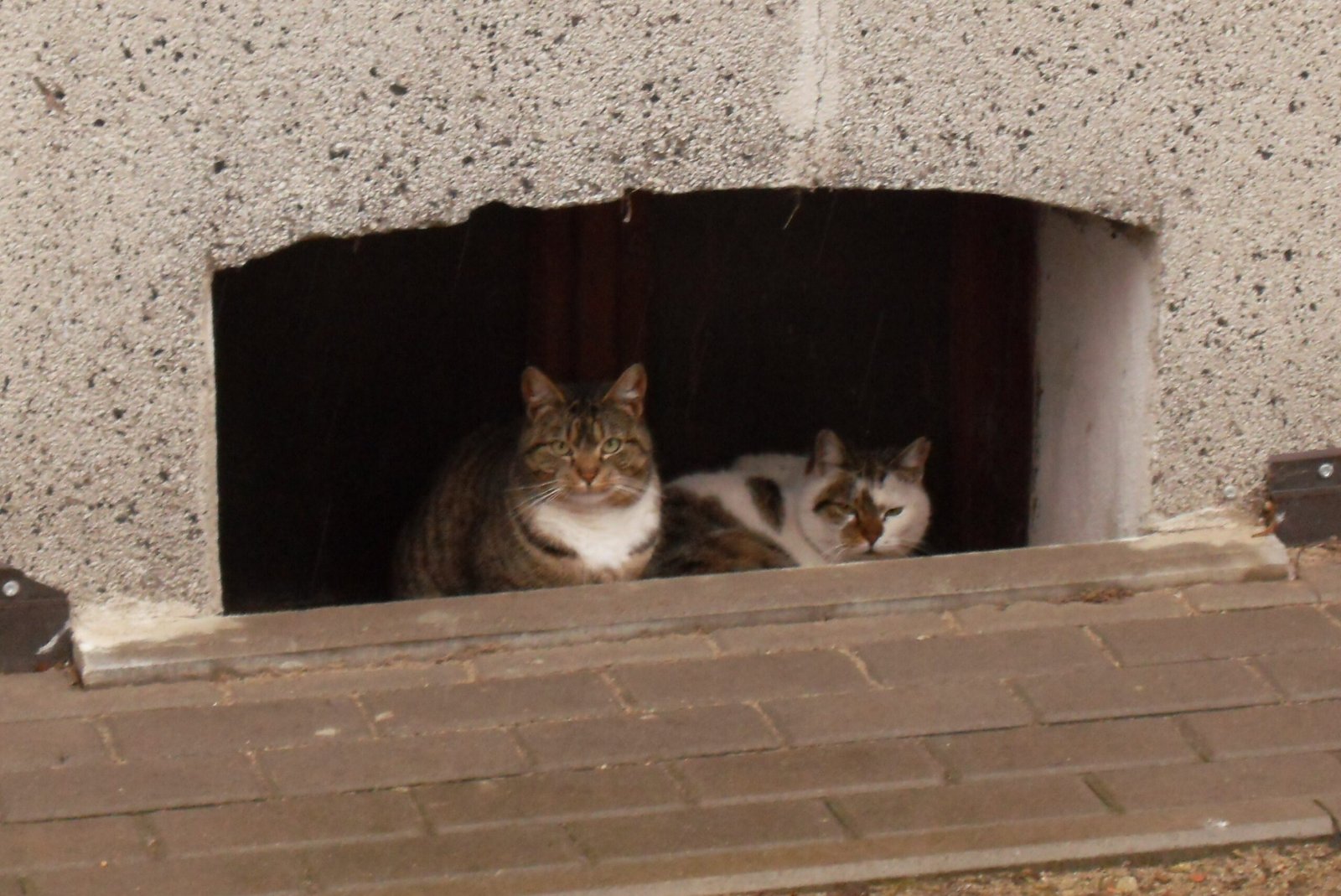 Waiting Patiently for You (image credits: wikimedia)