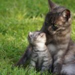 10 Quiet Moments Cats Use to Reconnect With You