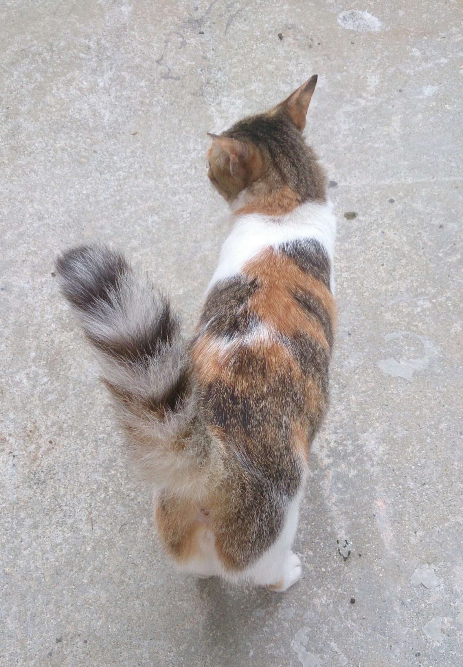 Tail Position and Body Language (image credits: wikimedia)