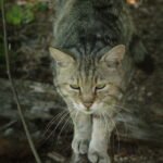 Allow the Cat to Set the Pace